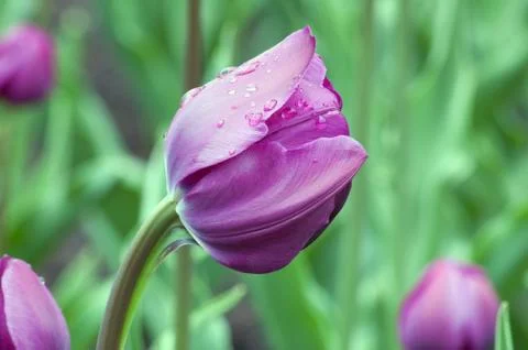 Tulip Stock Photos
