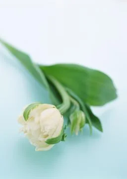 Tulip Stock Photos