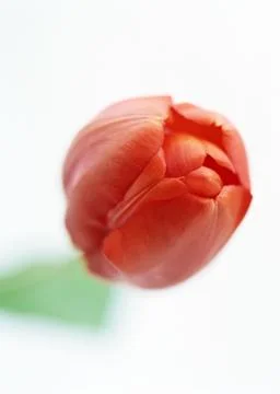 Tulip Stock Photos