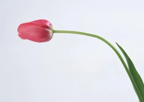 Tulip Stock Photos