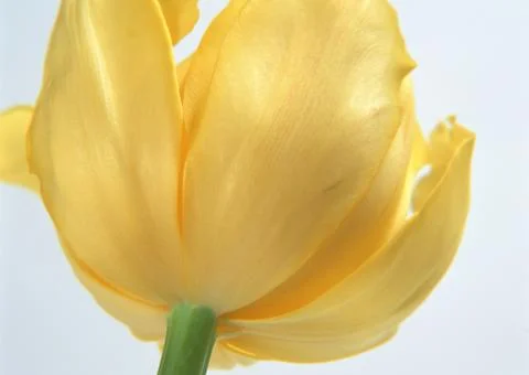 Tulip Stock Photos