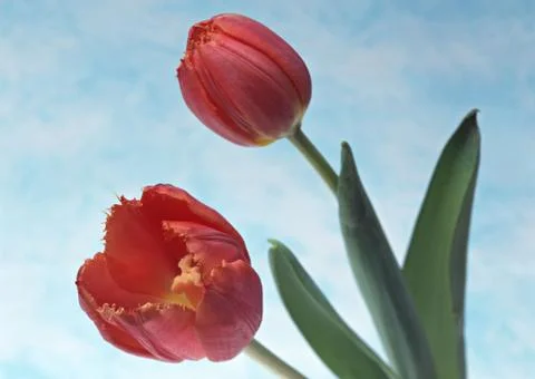 Tulip Stock Photos