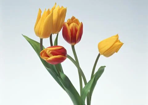 Tulip Stock Photos