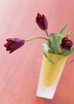 Tulip Stock Photos