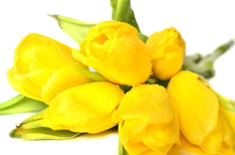  tulip Stock Photos