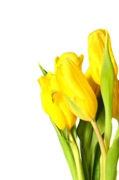 tulip Stock Photos