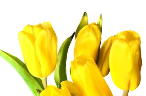  tulip Stock Photos