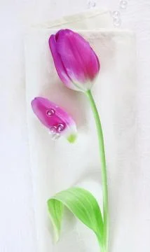 Tulip Stock Photos