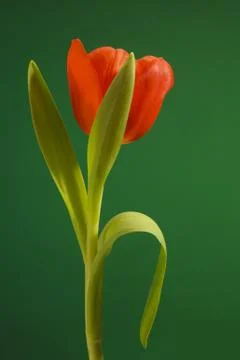 Tulip Stock Photos
