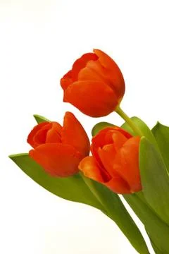 Tulip Stock Photos