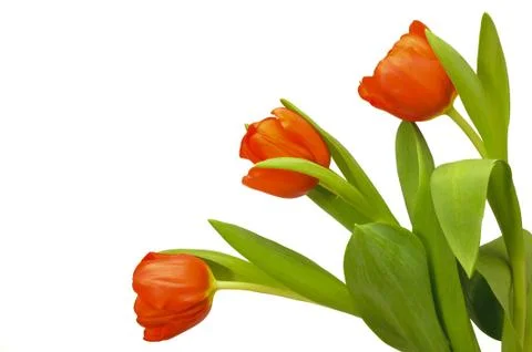 Tulip Stock Photos