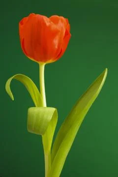 Tulip Stock Photos