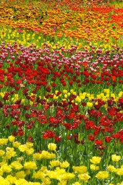 Tulip Foto stock