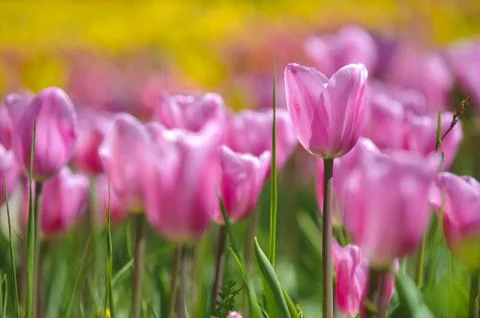 Tulip Stock Photos