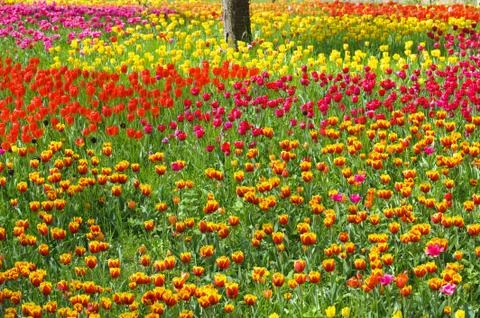 Tulip Foto stock