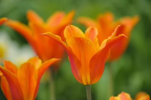 Tulip Stock Photos