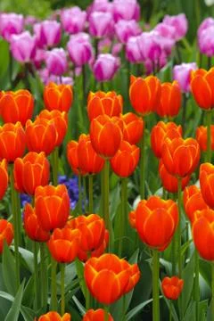 Tulip Stock Photos