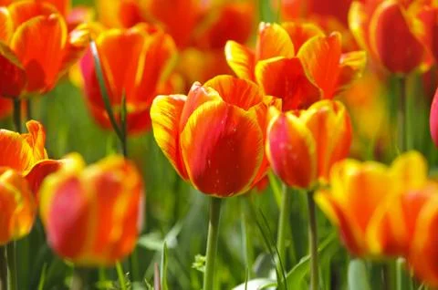 Tulip Stock Photos