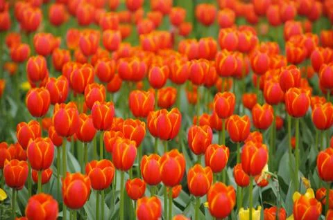 Tulip Foto stock