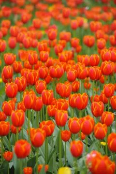 Tulip Stock Photos
