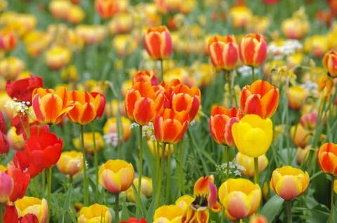 Tulip Stock Photos