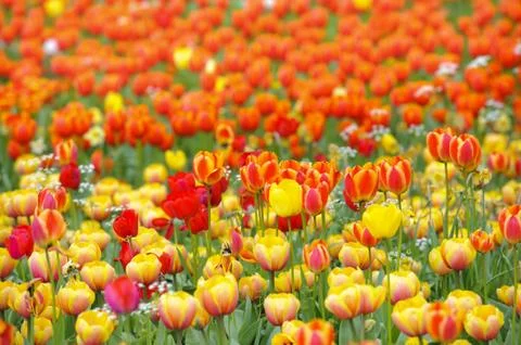 Tulip Stock Photos