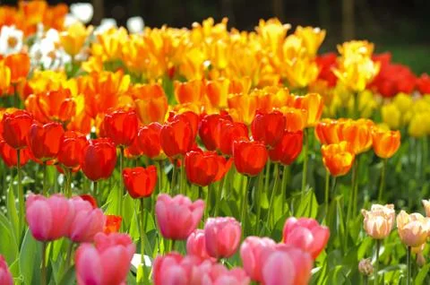 Tulip Stock Photos