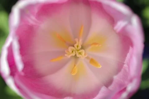 Tulip Stock Photos