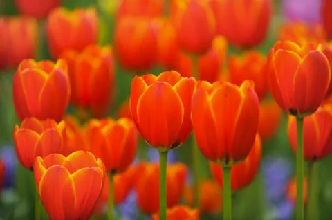 Tulip Stock Photos