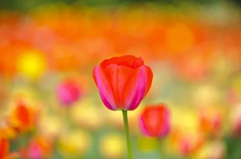 Tulip Stock Photos