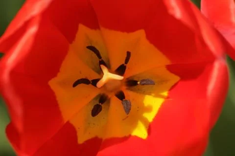 Tulip Stock Photos
