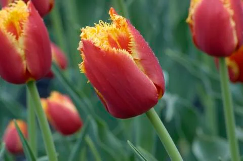 Tulip Stock Photos
