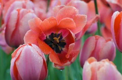 Tulip Stock Photos