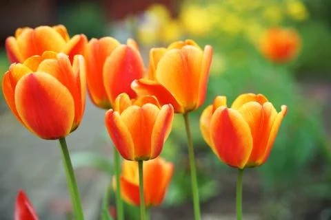 Tulip Stock Photos