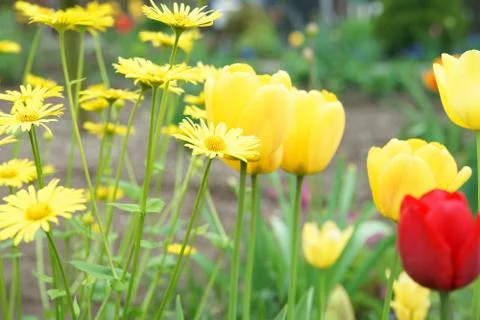 Tulip Foto stock
