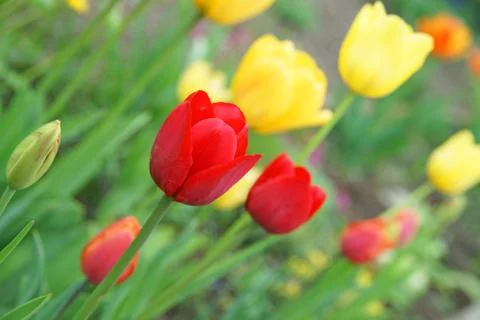Tulip Stock Photos