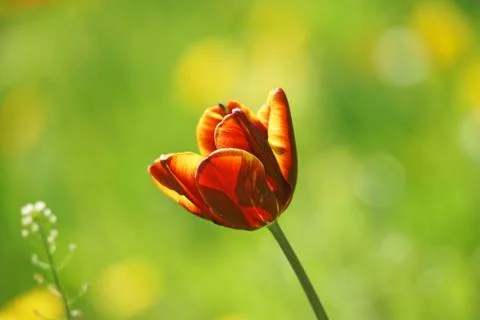 Tulip Foto stock