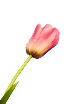 Tulip Stock Photos