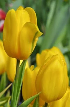 Tulip Stock Photos