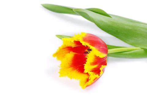 Tulip Stock Photos