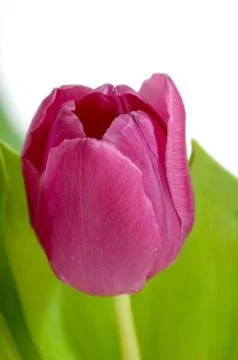 Tulip Stock Photos