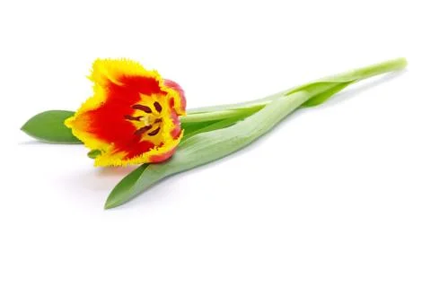 Tulip Stock Photos