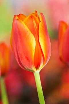Tulip Stock Photos