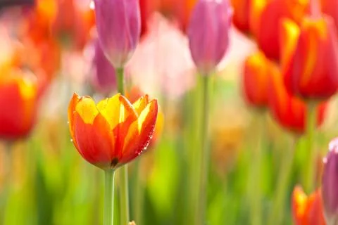 Tulip Stock Photos