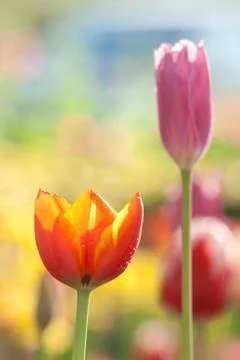Tulip Stock Photos