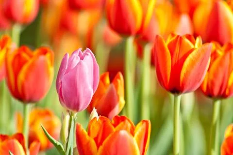 Tulip Stock Photos