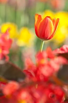 Tulip Stock Photos