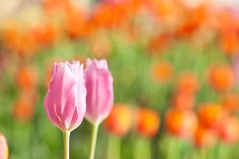 Tulip Stock Photos