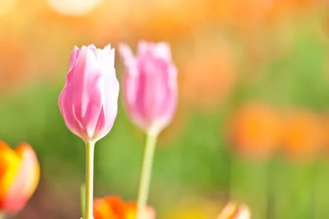 Tulip Stock Photos