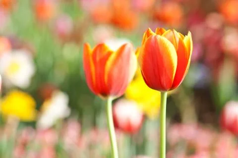 Tulip Stock Photos
